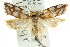  ( - CCDB-15776-D05)  @11 [ ] CreativeCommons - Attribution (2011) ANIC/CBG Photography Group Centre for Biodiversity Genomics