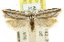 ( - CCDB-15776-D06)  @11 [ ] CreativeCommons - Attribution (2011) ANIC/CBG Photography Group Centre for Biodiversity Genomics