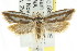  ( - CCDB-15776-D07)  @14 [ ] CreativeCommons - Attribution (2011) ANIC/CBG Photography Group Centre for Biodiversity Genomics