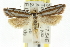  ( - CCDB-15776-E03)  @11 [ ] CreativeCommons - Attribution (2011) ANIC/CBG Photography Group Centre for Biodiversity Genomics