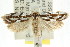  ( - CCDB-15776-F01)  @11 [ ] CreativeCommons - Attribution (2011) ANIC/CBG Photography Group Centre for Biodiversity Genomics