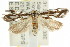  ( - CCDB-15776-F03)  @12 [ ] CreativeCommons - Attribution (2011) ANIC/CBG Photography Group Centre for Biodiversity Genomics