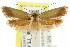  ( - CCDB-15777-B10)  @13 [ ] CreativeCommons - Attribution (2011) ANIC/CBG Photography Group Centre for Biodiversity Genomics