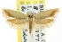  ( - CCDB-15777-B12)  @13 [ ] CreativeCommons - Attribution (2011) ANIC/CBG Photography Group Centre for Biodiversity Genomics
