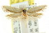  ( - CCDB-15777-C03)  @12 [ ] CreativeCommons - Attribution (2011) ANIC/CBG Photography Group Centre for Biodiversity Genomics