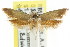  ( - CCDB-15777-C04)  @12 [ ] CreativeCommons - Attribution (2011) ANIC/CBG Photography Group Centre for Biodiversity Genomics
