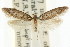  (Pseudotheta sp. ANIC1 - CCDB-15777-F12)  @11 [ ] CreativeCommons - Attribution (2011) ANIC/CBG Photography Group Centre for Biodiversity Genomics