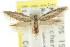  ( - CCDB-15777-G07)  @11 [ ] CreativeCommons - Attribution (2011) ANIC/CBG Photography Group Centre for Biodiversity Genomics