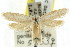  ( - CCDB-15777-H09)  @11 [ ] CreativeCommons - Attribution (2011) ANIC/CBG Photography Group Centre for Biodiversity Genomics