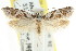  ( - CCDB-15780-A11)  @14 [ ] CreativeCommons - Attribution (2011) ANIC/CBG Photography Group Centre for Biodiversity Genomics