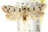  ( - CCDB-15781-D01)  @15 [ ] CreativeCommons - Attribution (2011) ANIC/CBG Photography Group Centre for Biodiversity Genomics
