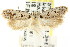  ( - CCDB-15781-D07)  @11 [ ] CreativeCommons - Attribution (2011) ANIC/CBG Photography Group Centre for Biodiversity Genomics