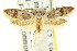  (Scatochresis - CCDB-15781-E01)  @15 [ ] CreativeCommons - Attribution (2011) ANIC/CBG Photography Group Centre for Biodiversity Genomics