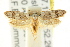  ( - CCDB-15781-E02)  @15 [ ] CreativeCommons - Attribution (2011) ANIC/CBG Photography Group Centre for Biodiversity Genomics