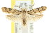  ( - CCDB-15782-A12)  @11 [ ] CreativeCommons - Attribution (2011) ANIC/CBG Photography Group Centre for Biodiversity Genomics
