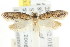  ( - CCDB-15782-F04)  @12 [ ] CreativeCommons - Attribution (2011) ANIC/CBG Photography Group Centre for Biodiversity Genomics
