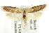  ( - CCDB-15782-F11)  @11 [ ] CreativeCommons - Attribution (2011) ANIC/CBG Photography Group Centre for Biodiversity Genomics