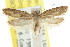  (Eutorna sp. ANIC5 - CCDB-15783-C08)  @13 [ ] CreativeCommons - Attribution (2011) ANIC/CBG Photography Group Centre for Biodiversity Genomics