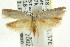  (Disselia sp. ANIC1 - CCDB-15784-D04)  @11 [ ] CreativeCommons - Attribution (2011) ANIC/CBG Photography Group Centre for Biodiversity Genomics