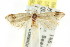  ( - CCDB-15785-B09)  @11 [ ] CreativeCommons - Attribution (2011) ANIC/CBG Photography Group Centre for Biodiversity Genomics