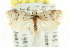  ( - CCDB-15785-B10)  @11 [ ] CreativeCommons - Attribution (2011) ANIC/CBG Photography Group Centre for Biodiversity Genomics