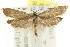  ( - CCDB-15785-B12)  @11 [ ] CreativeCommons - Attribution (2011) ANIC/CBG Photography Group Centre for Biodiversity Genomics