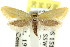  ( - CCDB-15786-C11)  @11 [ ] CreativeCommons - Attribution (2011) ANIC/CBG Photography Group Centre for Biodiversity Genomics