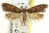  ( - CCDB-15786-F09)  @11 [ ] CreativeCommons - Attribution (2011) ANIC/CBG Photography Group Centre for Biodiversity Genomics