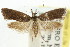  ( - CCDB-15786-F10)  @11 [ ] CreativeCommons - Attribution (2011) ANIC/CBG Photography Group Centre for Biodiversity Genomics