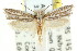  ( - CCDB-15787-B01)  @11 [ ] CreativeCommons - Attribution (2011) ANIC/CBG Photography Group Centre for Biodiversity Genomics
