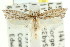  ( - CCDB-15787-B02)  @11 [ ] CreativeCommons - Attribution (2011) ANIC/CBG Photography Group Centre for Biodiversity Genomics
