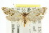  ( - CCDB-15787-G02)  @11 [ ] CreativeCommons - Attribution (2011) ANIC/CBG Photography Group Centre for Biodiversity Genomics