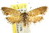  ( - CCDB-15788-E05)  @11 [ ] CreativeCommons - Attribution (2011) ANIC/CBG Photography Group Centre for Biodiversity Genomics