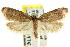  ( - CCDB-15788-F01)  @11 [ ] CreativeCommons - Attribution (2011) ANIC/CBG Photography Group Centre for Biodiversity Genomics