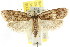  ( - CCDB-15788-F05)  @11 [ ] CreativeCommons - Attribution (2011) ANIC/CBG Photography Group Centre for Biodiversity Genomics