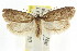  ( - CCDB-15788-F07)  @13 [ ] CreativeCommons - Attribution (2011) ANIC/CBG Photography Group Centre for Biodiversity Genomics
