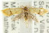  ( - CCDB-15789-B10)  @13 [ ] CreativeCommons - Attribution (2011) ANIC/CBG Photography Group Centre for Biodiversity Genomics