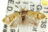  ( - CCDB-15789-C01)  @14 [ ] CreativeCommons - Attribution (2011) ANIC/CBG Photography Group Centre for Biodiversity Genomics