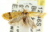  ( - CCDB-15789-D07)  @12 [ ] CreativeCommons - Attribution (2011) ANIC/CBG Photography Group Centre for Biodiversity Genomics