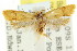  ( - CCDB-15789-D11)  @12 [ ] CreativeCommons - Attribution (2011) ANIC/CBG Photography Group Centre for Biodiversity Genomics