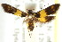  ( - CCDB-15790-D10)  @11 [ ] CreativeCommons - Attribution (2011) ANIC/CBG Photography Group Centre for Biodiversity Genomics