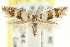  ( - CCDB-15790-E04)  @12 [ ] CreativeCommons - Attribution (2011) ANIC/CBG Photography Group Centre for Biodiversity Genomics