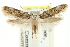  (Endrosis - CCDB-15790-G10)  @14 [ ] CreativeCommons - Attribution (2011) ANIC/CBG Photography Group Centre for Biodiversity Genomics