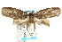  ( - CCDB-15792-A05)  @13 [ ] CreativeCommons - Attribution (2011) ANIC/CBG Photography Group Centre for Biodiversity Genomics