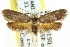  ( - CCDB-15792-D05)  @14 [ ] CreativeCommons - Attribution (2011) ANIC/CBG Photography Group Centre for Biodiversity Genomics