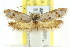  ( - CCDB-15792-D07)  @14 [ ] CreativeCommons - Attribution (2011) ANIC/CBG Photography Group Centre for Biodiversity Genomics