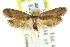  ( - CCDB-15792-E03)  @13 [ ] CreativeCommons - Attribution (2011) ANIC/CBG Photography Group Centre for Biodiversity Genomics