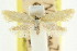 ( - CCDB-15792-F01)  @11 [ ] CreativeCommons - Attribution (2011) ANIC/CBG Photography Group Centre for Biodiversity Genomics