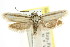  ( - CCDB-15793-G03)  @12 [ ] CreativeCommons - Attribution (2011) ANIC/CBG Photography Group Centre for Biodiversity Genomics