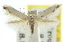  ( - CCDB-15794-B06)  @11 [ ] CreativeCommons - Attribution (2011) ANIC/CBG Photography Group Centre for Biodiversity Genomics